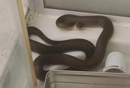Un serpent remonte par les canalisations alors qu’elle prend sa douche
