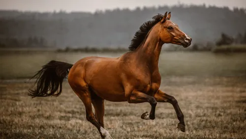 Un cheval perdu parcourt plus de 20 km retrouver sa cavalière