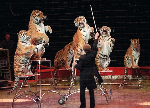 Lançon : ils manifestent pour conserver les animaux dans les cirques