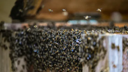 États-Unis : ils découvrent une ruche de 80.000 abeilles derrière...