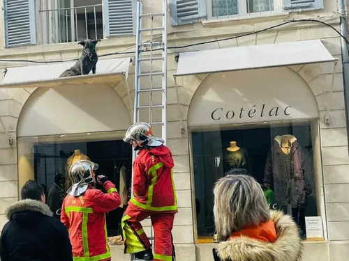 Avignon : un chien se retrouve coincé sur un store