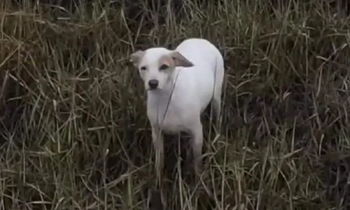 Enlisé dans la boue, un chien sauvé grâce à un drone et une saucisse