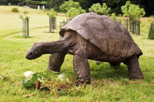 Une tortue âgée de 190 ans est considérée comme le plus vieil...