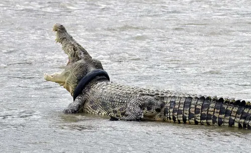 Indonésie : un crocodile sauvé d’un pneu coincé autour du cou...