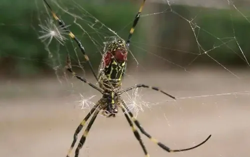 L’État américain de Géorgie se prépare à une invasion d’araignées...