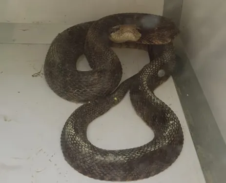 Un serpent de 2m retrouvé dans un garage au Lorrain