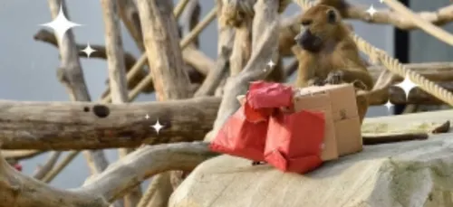 Venez découvrir le Noël des animaux au Parc zoologique de Paris