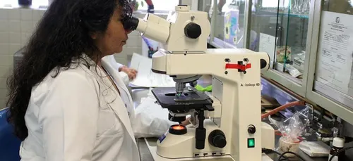Diabète, des souris guéries grâce à l’usage de cellules souches.
