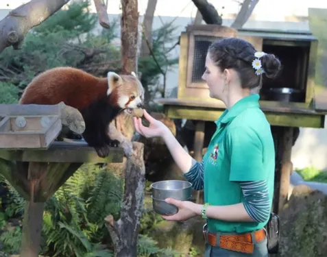 Confinement : 4 employées d’un zoo se confinent sur leur lieu de...