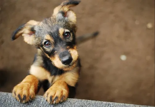 Covid-19 : déplacements autorisés pour l’adoption d’animaux dans...