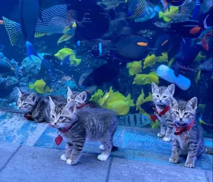 Fermé pendant le confinement, cet aquarium accueille des chiots et...