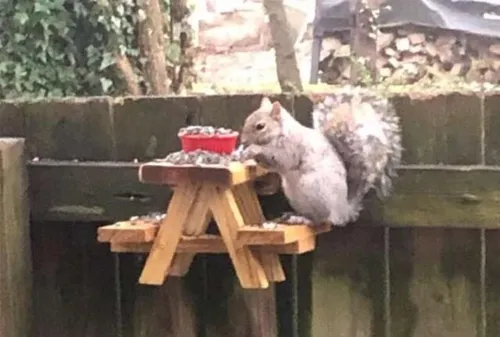 Un homme construit une table miniature pour que les écureuils...
