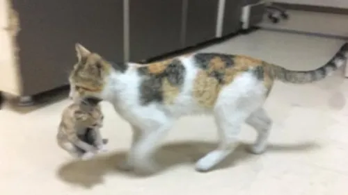 Un chat entre dans un hôpital pour que les médecins s’occupent de...
