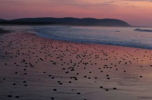 Des milliers de tortues marines ont pondu des œufs sur une plage...