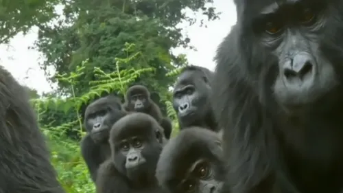 Des gorilles sauvages filmés en train de chanter pour la première...
