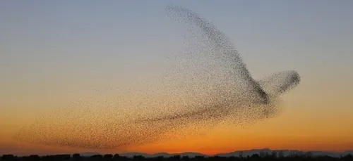 Des milliers d'oiseaux forment un oiseau géant !