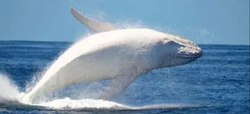 Migaloo la baleine blanche observée en Australie