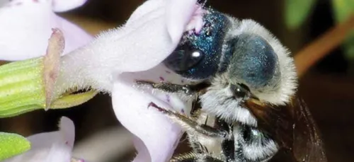 L’abeille bleue réapparaît après 4 ans de disparition aux États-Unis