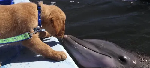 Un chien et un dauphin meilleur amis font le tour de la toile