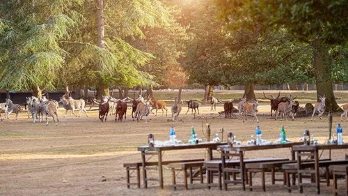 Le zoo de Thoiry inaugure ses diners safari comme dans la brousse