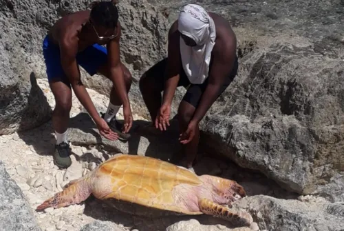 Une famille de randonneurs aide une tortue en détresse en Guadeloupe
