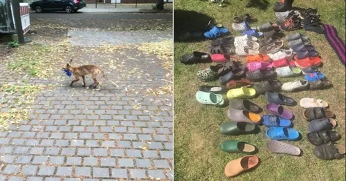 A Berlin, un renard cleptomane retrouvé avec une centaine de...