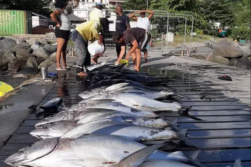 Pêche miraculeuse au Prêcheur en Martinique : 17 thons capturés en...