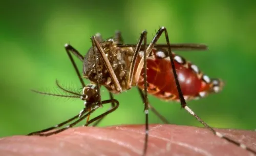 Martinique : Fortes inquiétudes alors que les cas de dengue et de...