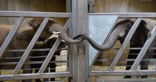 Une éléphante retrouve sa fille et ses petites-filles après 12 ans...