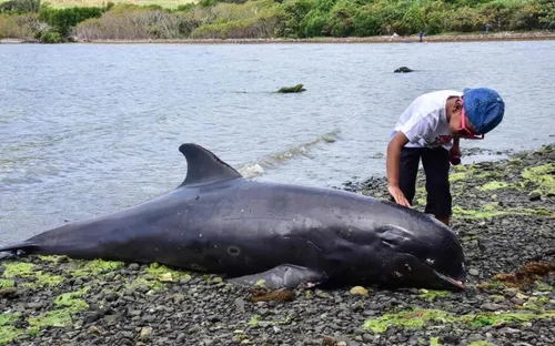 Ile Maurice : une dizaine de dauphins ont été retrouvés morts,...