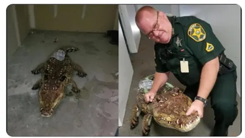 La police intervient pour capturer un alligator… gonflable