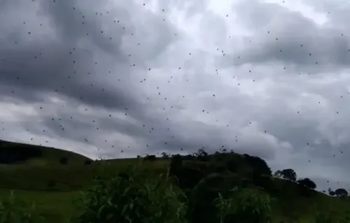 Une impressionnante « pluie d’araignées » a été filmée au Brésil