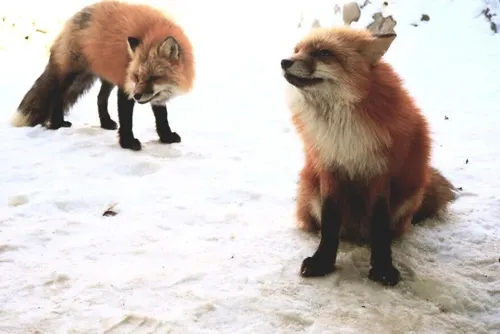 Au Japon, un village entièrement peuplé de renards remporte le...