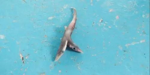 Un mystérieux mini-requin à deux têtes attrapé par un pêcheur indien