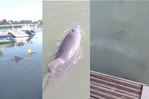 Un dauphin fascine les observateurs, dans le port de pêche de...