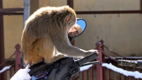 Une ville entière terrorisée par des singes en Inde