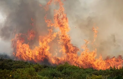 La Réunion : Un incendie ravage plus de 200 hectares dans le Maïdo