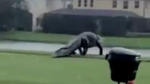 Un alligator géant s’invite sur un terrain de golf en Floride