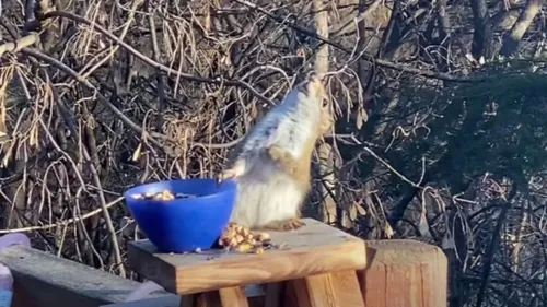 Un écureuil complètement ivre dans un jardin du Minnesota aux...