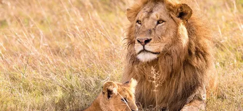 L'Afrique du Sud va interdire l'élevage de lions en captivité pour...