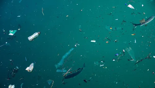 [ Société ] Une pollution importante aux microplastiques touche les...