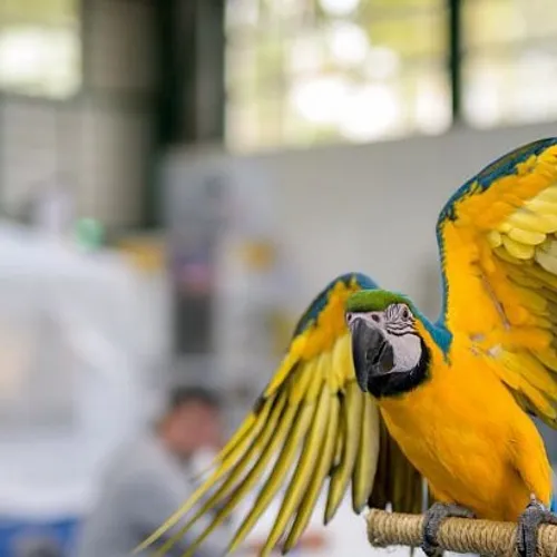 [ Culture - Loisir ] Salon oiseau et nature - Istres