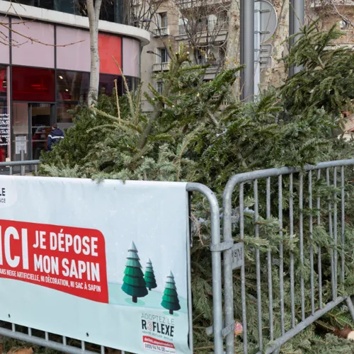 [ Ecologie ] Recyclage des sapins de Noël : une initiative...