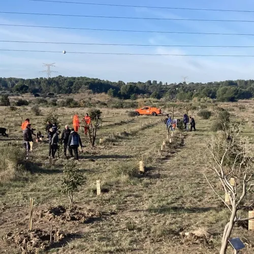[ Ecologie ] Opération "À la Sainte-Catherine : Plantons un Arbre...