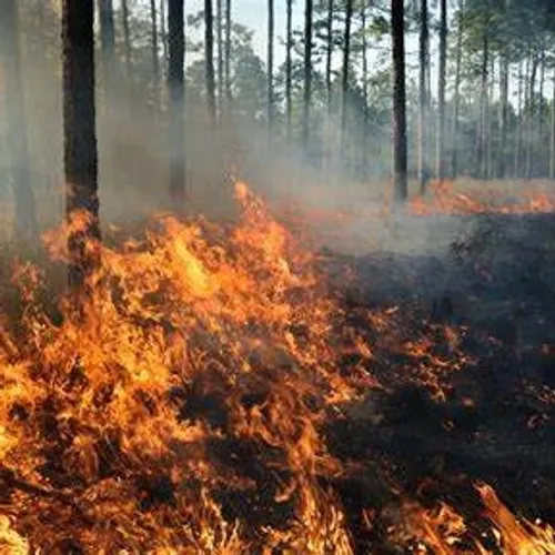 [ SECURITE ] Interdiction d'Accès dans certains Massifs Forestiers...