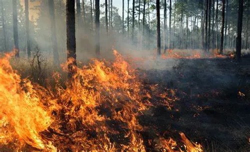 [ SECURITE ] Interdiction d'Accès dans certains Massifs Forestiers...