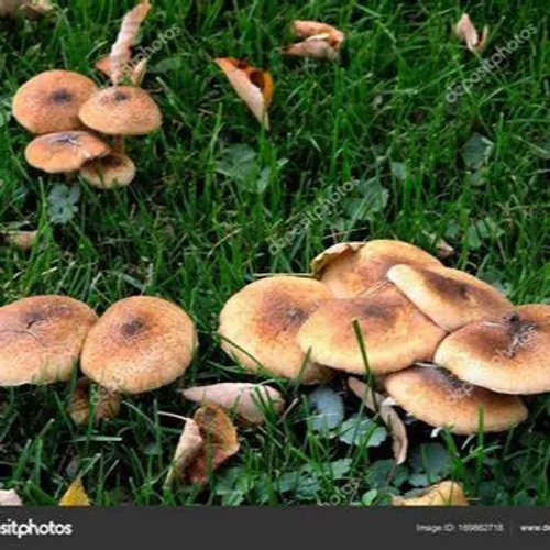 [ Santé ] Cueillettes de champignons : L'ANSES alerte sur les...