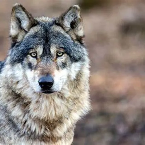 [ Société ] Attaques de loups près de Nîmes : des éleveurs gardois...