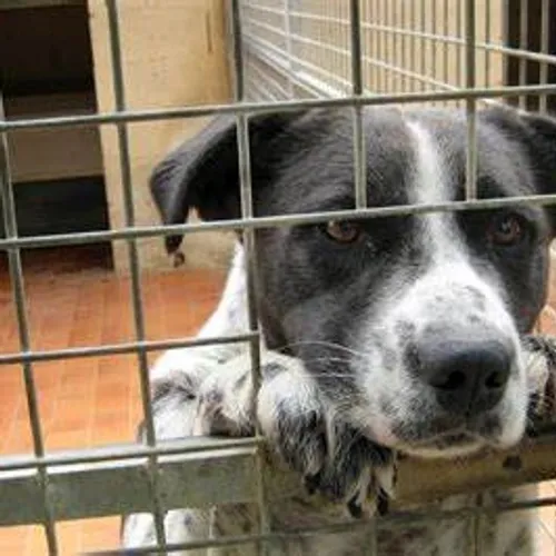 [ Société ] La situation préoccupante des animaux de compagnie en...