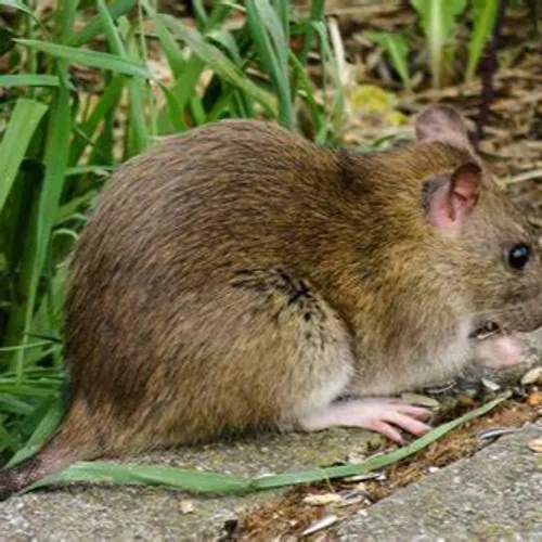 [ Société ] Martigues face à la prolifération des rats : une...